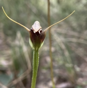 Pterostylis pedunculata at Point 5204 - suppressed