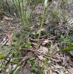 Pterostylis pedunculata at Point 5204 - suppressed