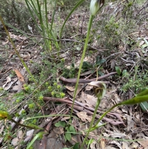 Pterostylis pedunculata at Point 5204 - suppressed