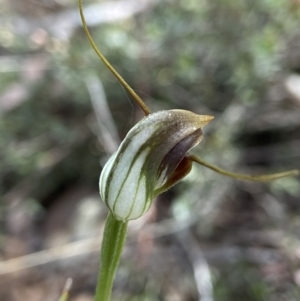 Pterostylis pedunculata at Point 5204 - suppressed