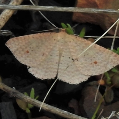 Epicyme rubropunctaria (Red-spotted Delicate) at Booth, ACT - 3 Oct 2021 by JohnBundock
