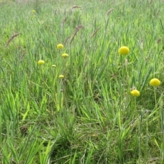 Craspedia variabilis (Common Billy Buttons) at The Pinnacle - 5 Oct 2021 by sangio7