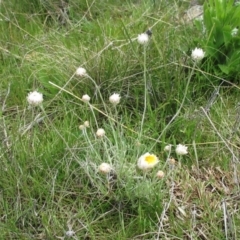 Leucochrysum albicans subsp. tricolor (Hoary Sunray) at The Pinnacle - 5 Oct 2021 by sangio7