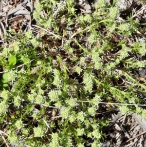 Scleranthus diander at Hackett, ACT - 4 Oct 2021