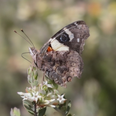 Vanessa itea (Yellow Admiral) at Bruce, ACT - 5 Oct 2021 by AlisonMilton