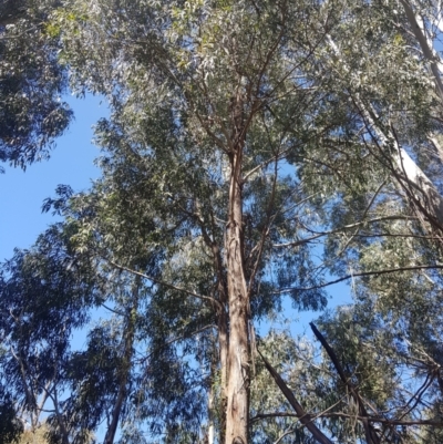 Eucalyptus viminalis (Ribbon Gum) at Cotter River, ACT - 4 Oct 2021 by danswell