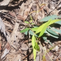 Eucalyptus radiata subsp. robertsonii (Robertson's Peppermint) at Lower Cotter Catchment - 4 Oct 2021 by danswell