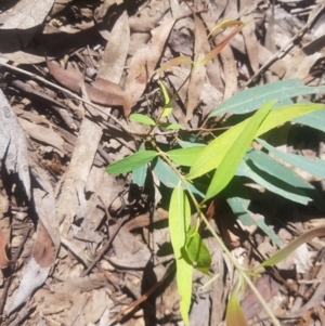 Eucalyptus radiata subsp. robertsonii at Cotter River, ACT - 4 Oct 2021