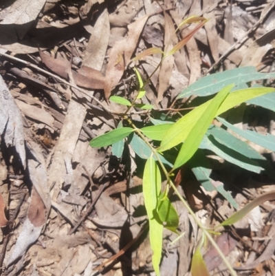 Eucalyptus radiata subsp. robertsonii (Robertson's Peppermint) at Cotter River, ACT - 4 Oct 2021 by danswell