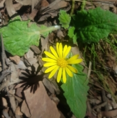 Cymbonotus sp. (preissianus or lawsonianus) (Bears Ears) at Lower Cotter Catchment - 4 Oct 2021 by danswell