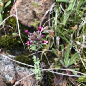 Parentucellia latifolia at Kambah, ACT - 3 Oct 2021 01:56 PM