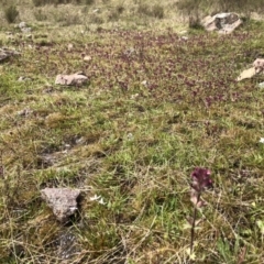 Parentucellia latifolia at Kambah, ACT - 3 Oct 2021 01:56 PM