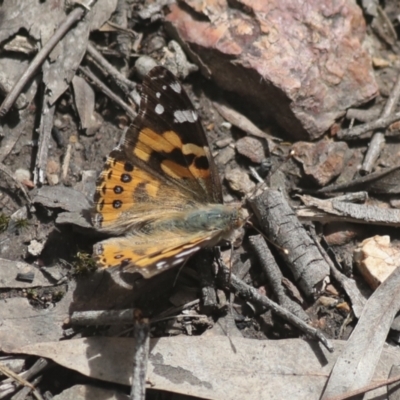 Vanessa kershawi (Australian Painted Lady) at Bruce, ACT - 5 Oct 2021 by AlisonMilton
