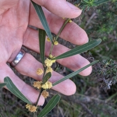 Acacia stricta at suppressed - 2 Oct 2021