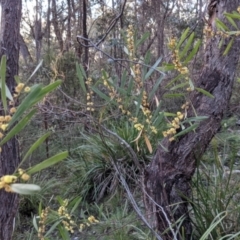 Acacia stricta at suppressed - 2 Oct 2021