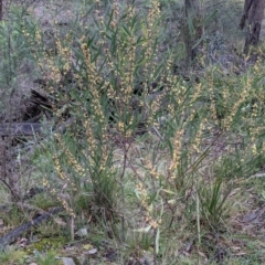 Acacia stricta at suppressed - 2 Oct 2021