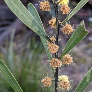 Acacia stricta at suppressed - 2 Oct 2021