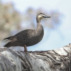 Anas superciliosa (Pacific Black Duck) at Pialligo, ACT - 5 Oct 2021 by AlisonMilton