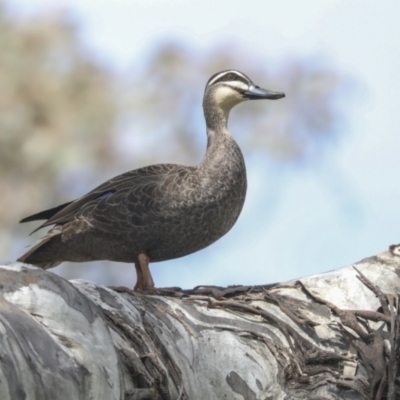 Anas superciliosa (Pacific Black Duck) at Pialligo, ACT - 5 Oct 2021 by AlisonMilton