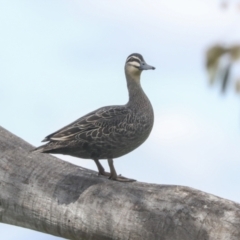 Anas superciliosa at Pialligo, ACT - 5 Oct 2021 11:17 AM