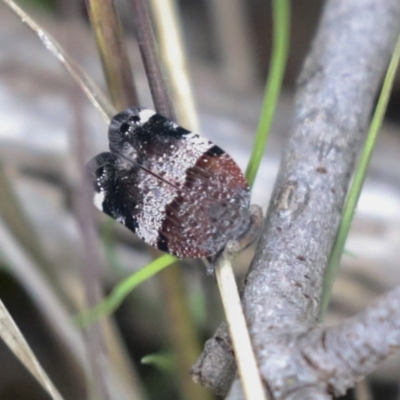 Platybrachys decemmacula (Green-faced gum hopper) at Bruce Ridge to Gossan Hill - 5 Oct 2021 by AlisonMilton