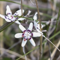 Wurmbea dioica subsp. dioica (Early Nancy) at Majura, ACT - 5 Oct 2021 by AlisonMilton