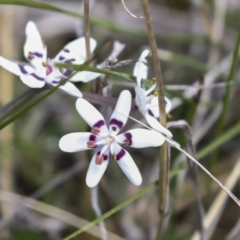 Wurmbea dioica subsp. dioica (Early Nancy) at Campbell Park Woodland - 5 Oct 2021 by AlisonMilton