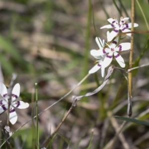 Wurmbea dioica subsp. dioica at Majura, ACT - 5 Oct 2021 11:24 AM