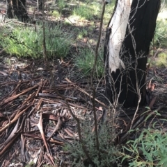 Leptospermum myrtifolium at Tennent, ACT - 3 Oct 2021