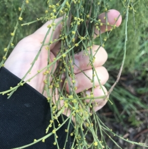 Exocarpos strictus at Tennent, ACT - 3 Oct 2021