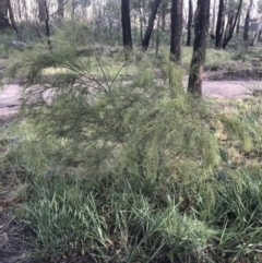 Exocarpos strictus at Tennent, ACT - 3 Oct 2021