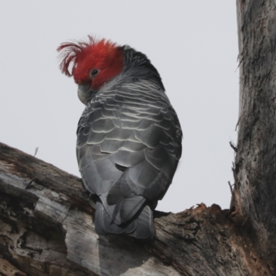 Callocephalon fimbriatum (Gang-gang Cockatoo) at Bruce, ACT - 5 Oct 2021 by AlisonMilton