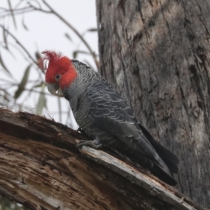 Callocephalon fimbriatum at Bruce, ACT - 5 Oct 2021