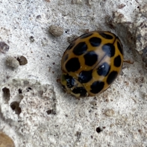 Harmonia conformis at Coolac, NSW - 5 Oct 2021