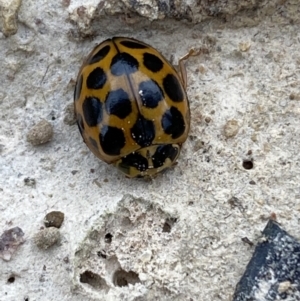 Harmonia conformis at Coolac, NSW - 5 Oct 2021