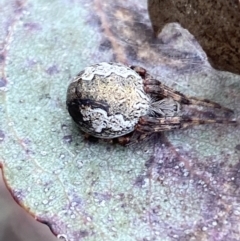 Salsa fuliginata (Sooty Orb-weaver) at Coolac, NSW - 5 Oct 2021 by Steve_Bok