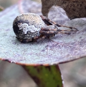 Salsa fuliginata at Coolac, NSW - 5 Oct 2021