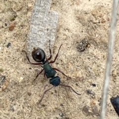 Polyrhachis hookeri (Spiny ant) at Coolac, NSW - 5 Oct 2021 by Steve_Bok