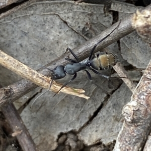 Camponotus aeneopilosus at Coolac, NSW - 5 Oct 2021 03:59 PM