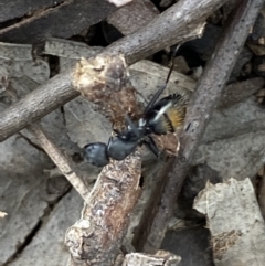 Camponotus aeneopilosus at Coolac, NSW - 5 Oct 2021