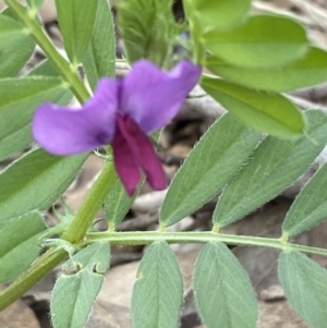 Vicia sativa at Coolac, NSW - 5 Oct 2021 04:07 PM