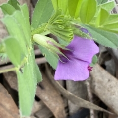 Vicia sativa at Coolac, NSW - 5 Oct 2021