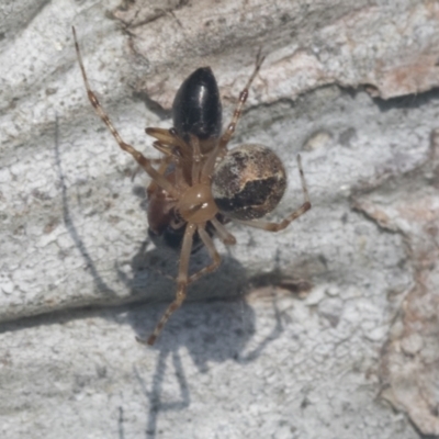 Cryptachaea veruculata (Diamondback comb-footed spider) at Hawker, ACT - 4 Oct 2021 by AlisonMilton