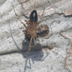 Cryptachaea veruculata at Hawker, ACT - 4 Oct 2021 07:57 AM