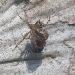 Cryptachaea veruculata at Hawker, ACT - 4 Oct 2021 07:57 AM