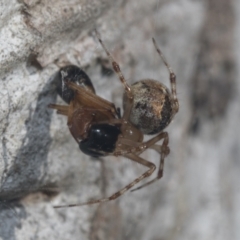 Cryptachaea veruculata at Hawker, ACT - 4 Oct 2021 07:57 AM