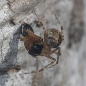 Cryptachaea veruculata at Hawker, ACT - 4 Oct 2021 07:57 AM