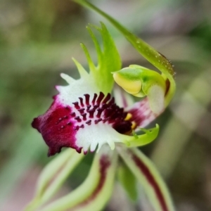 Caladenia atrovespa at Acton, ACT - 5 Oct 2021