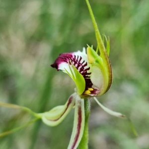 Caladenia atrovespa at Acton, ACT - 5 Oct 2021