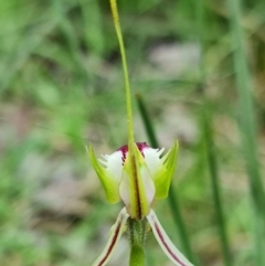 Caladenia atrovespa at Acton, ACT - 5 Oct 2021